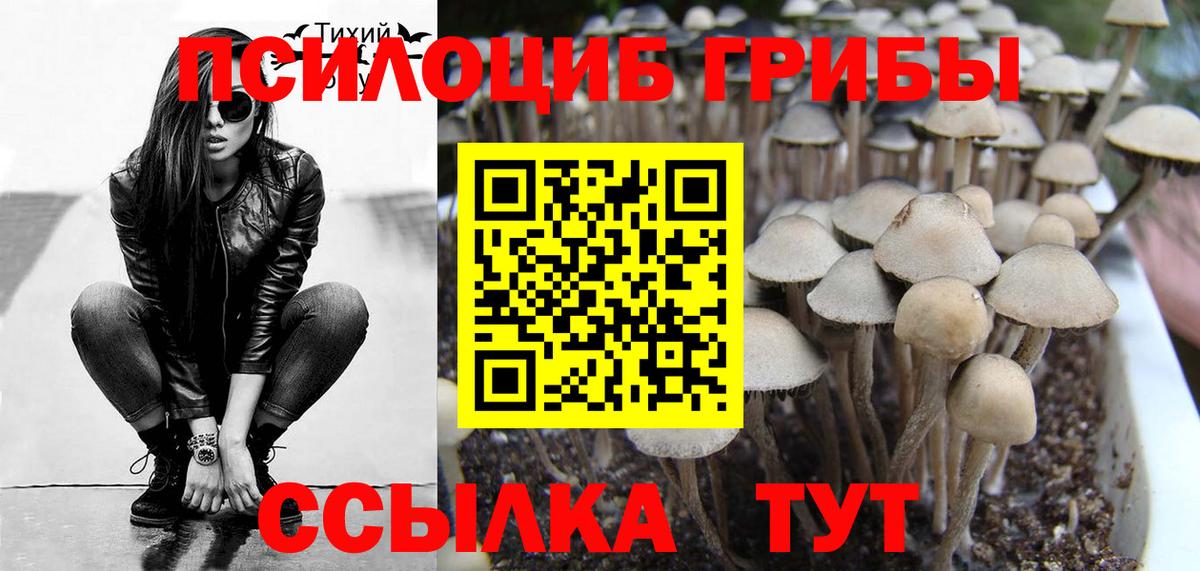 Старая Купавна  Псилоцибиновые грибы Psilocybe  Вход с VPN 